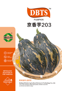 京香芋203